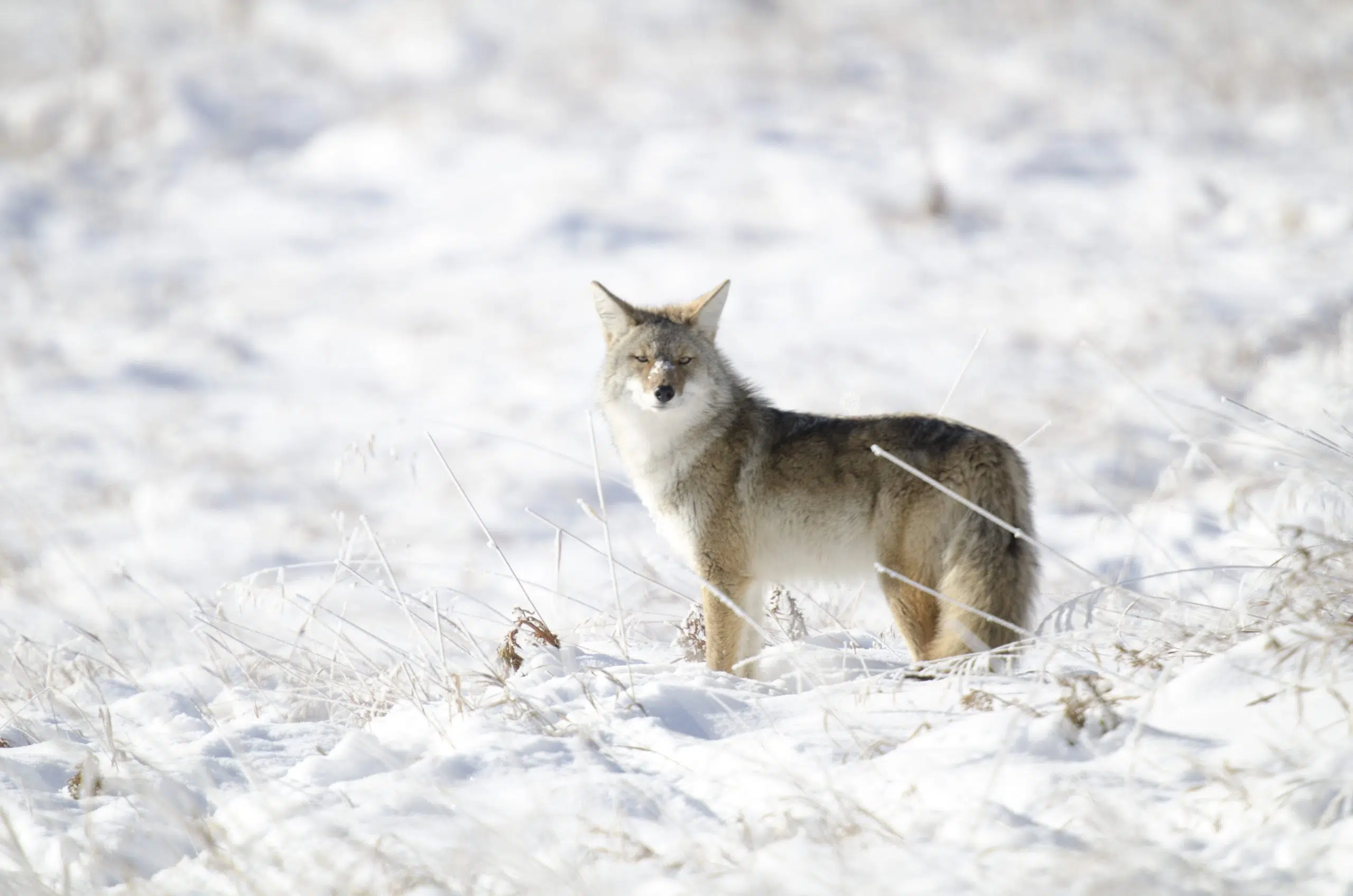 Increased Sightings Of Coyotes, Other Wildlife During Pandemic