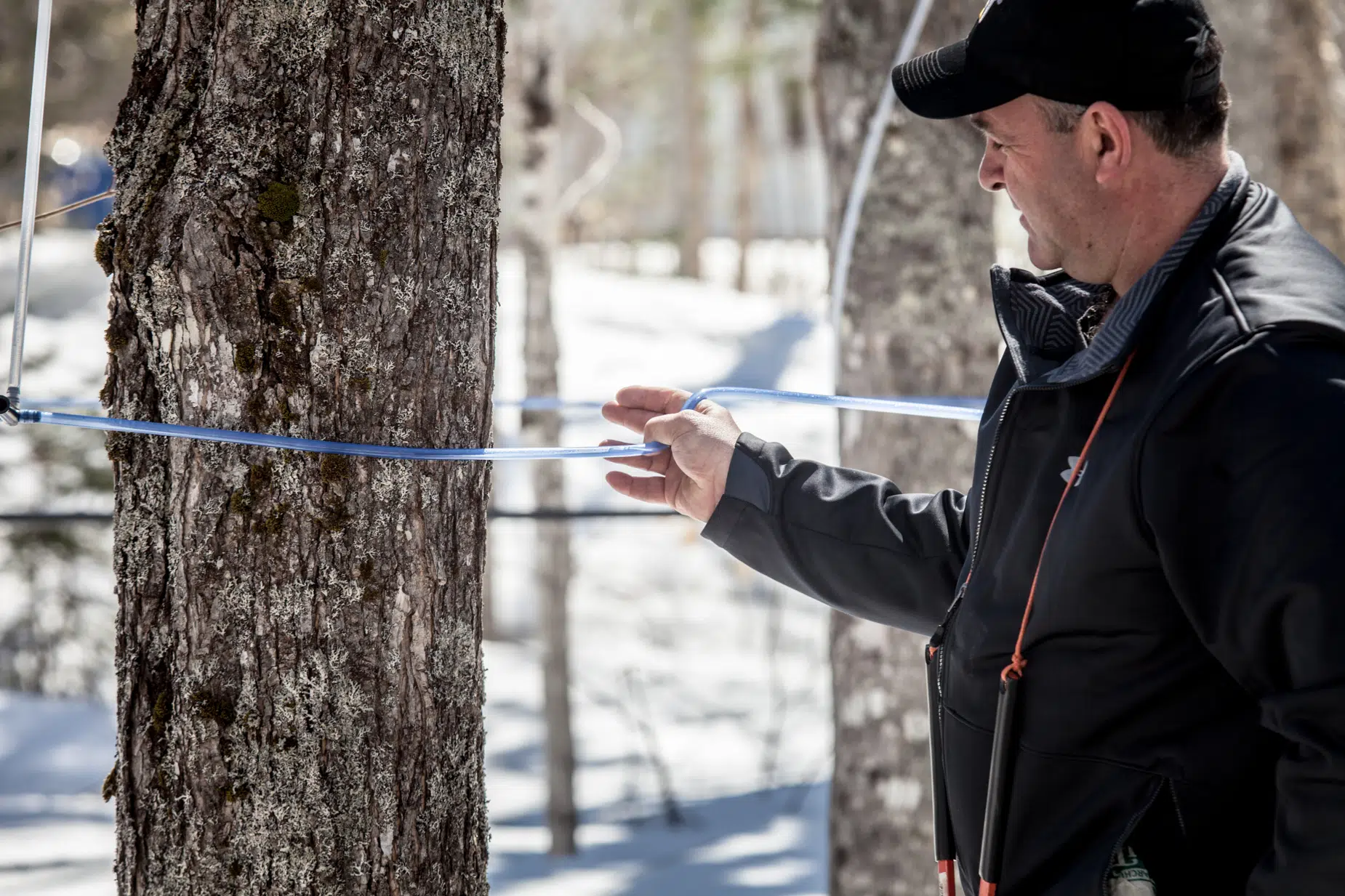 NB Maple Syrup Industry Tapping Into Its Potential