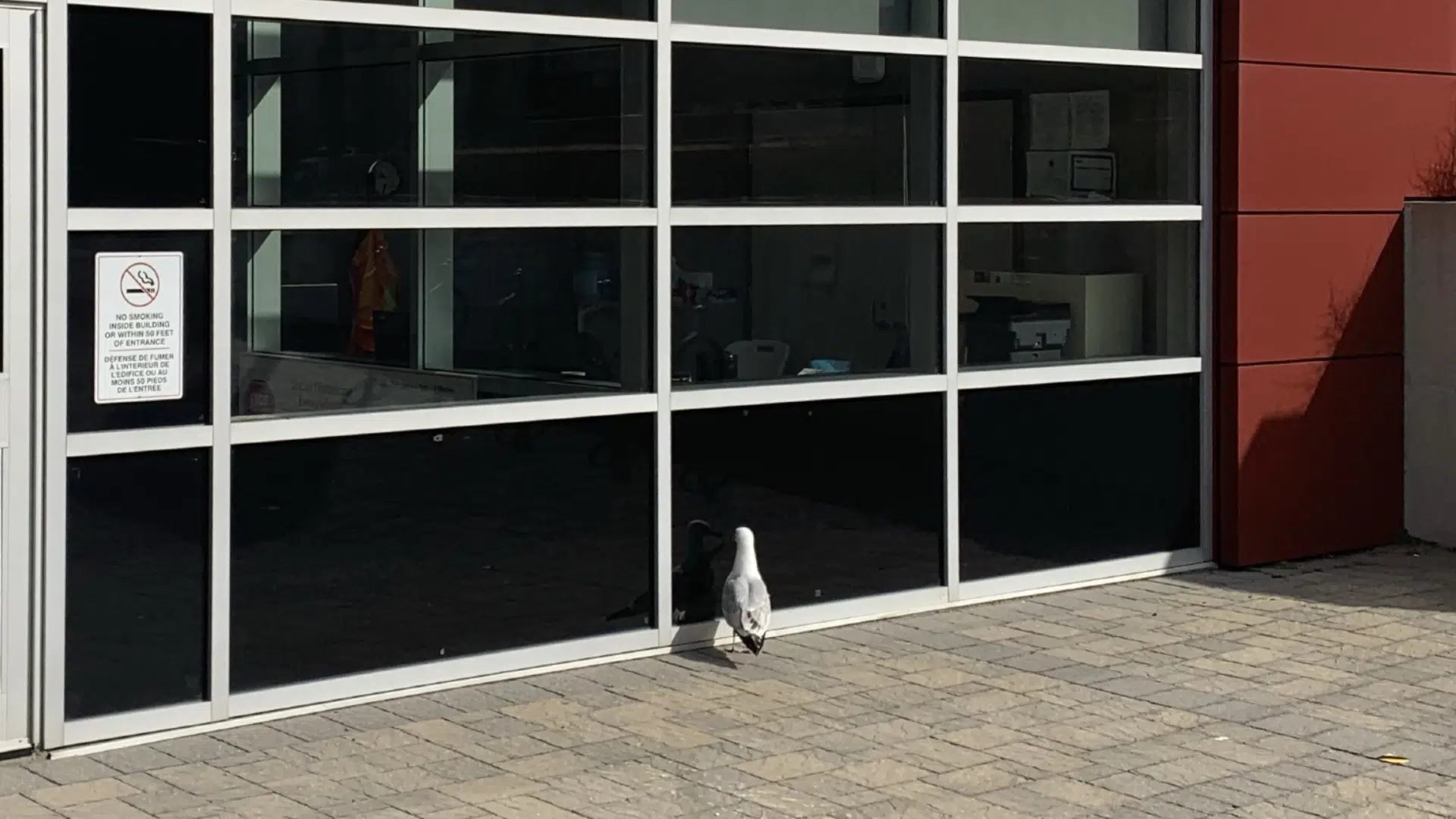 'Steven Seagull' Spotted Again Uptown