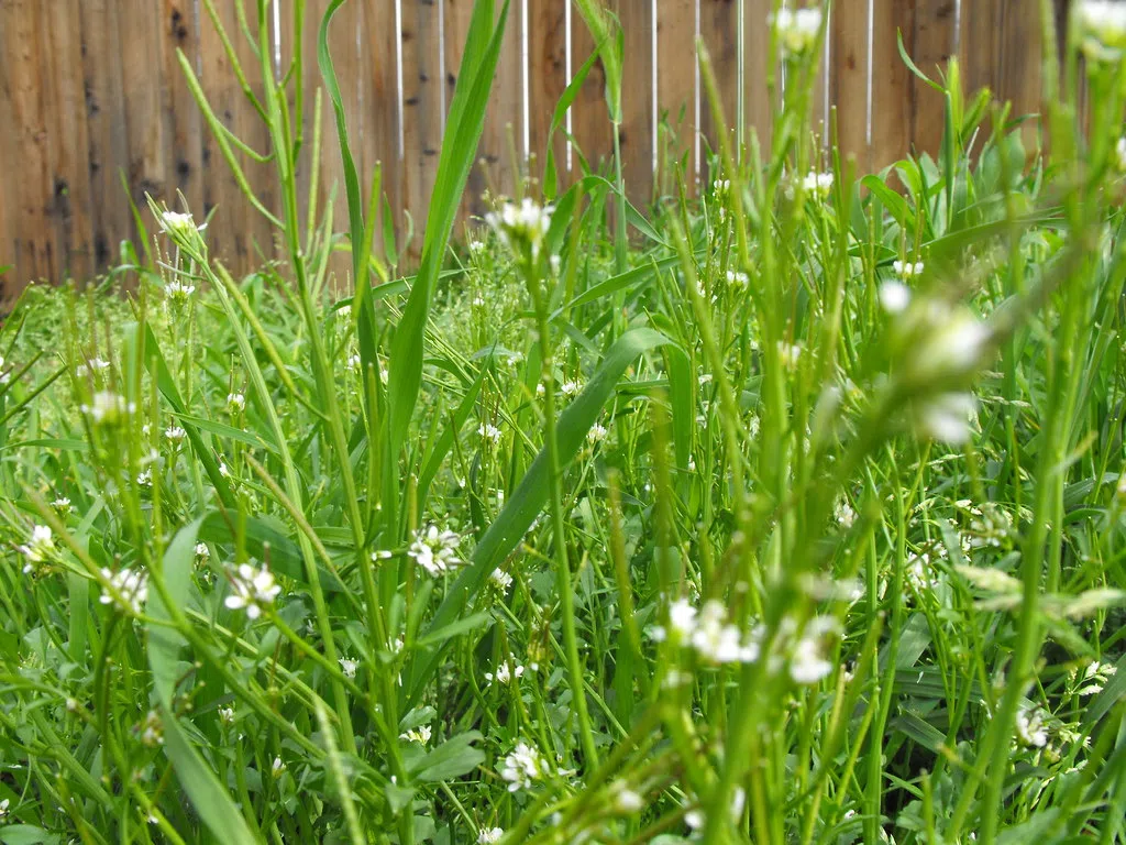 Cross Lawn Mowing Off May's 'Honey Do List'