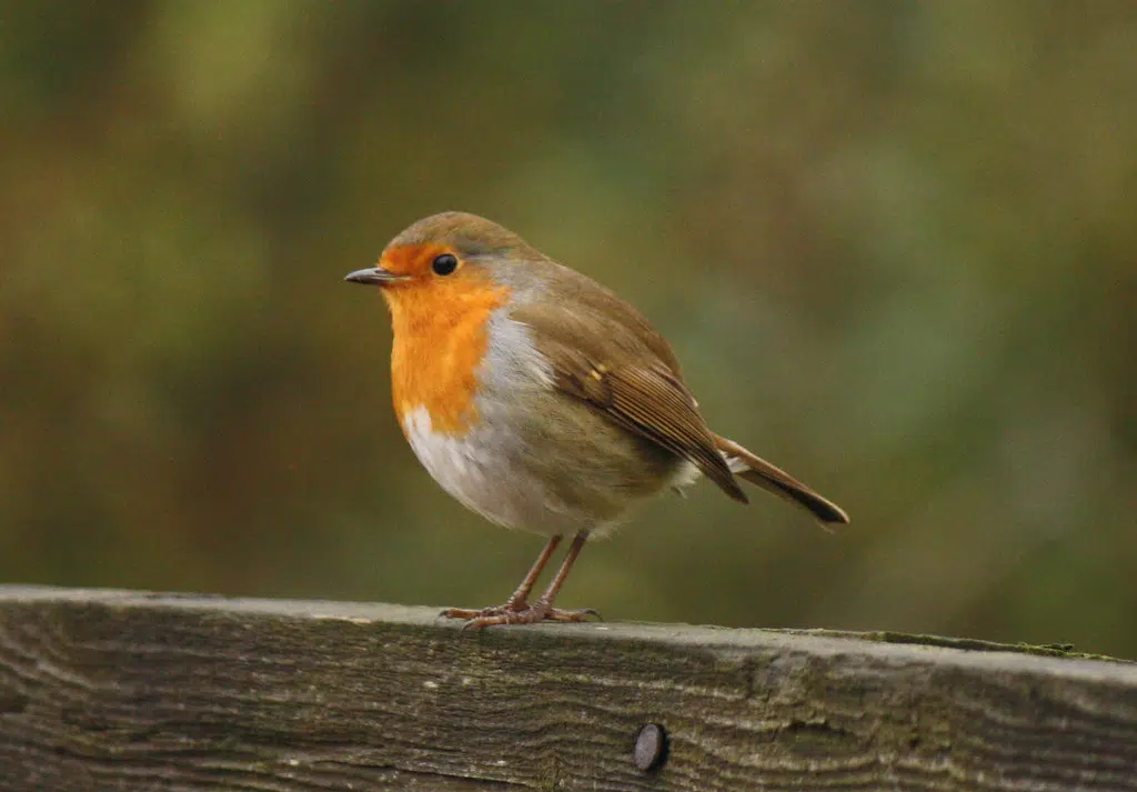 Bird Behaviours Not So Unusual: UNB Prof