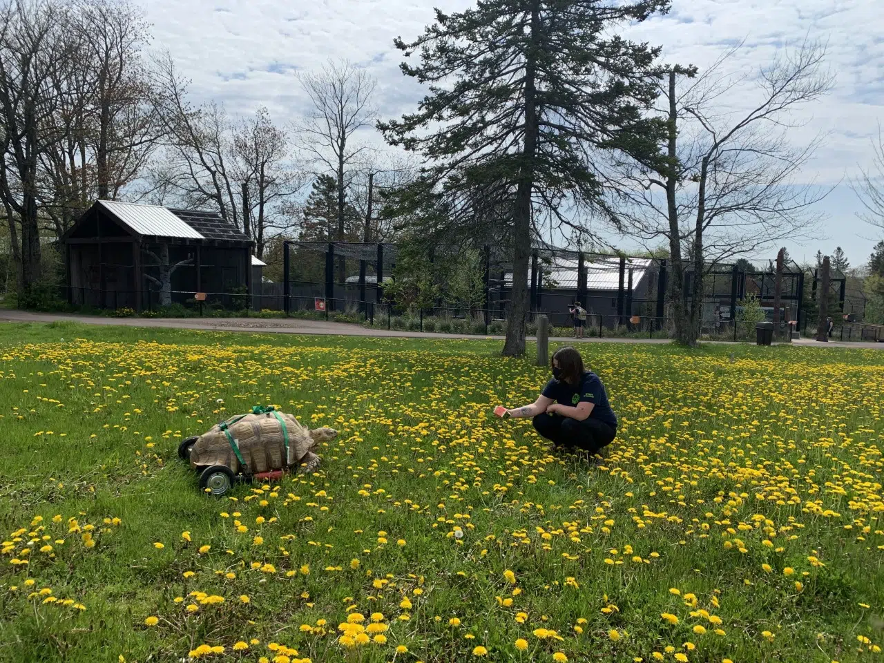 Magnetic Hill Zoo Tortoise Gets New Set Of Wheels