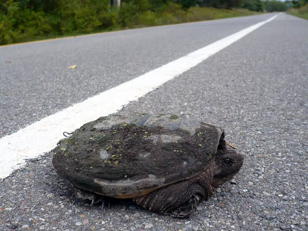 Keep Your Eyes Peeled For Snapping Turtles