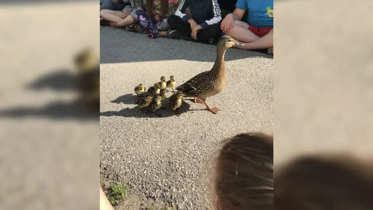 Hampton Students Watch Duck Parade