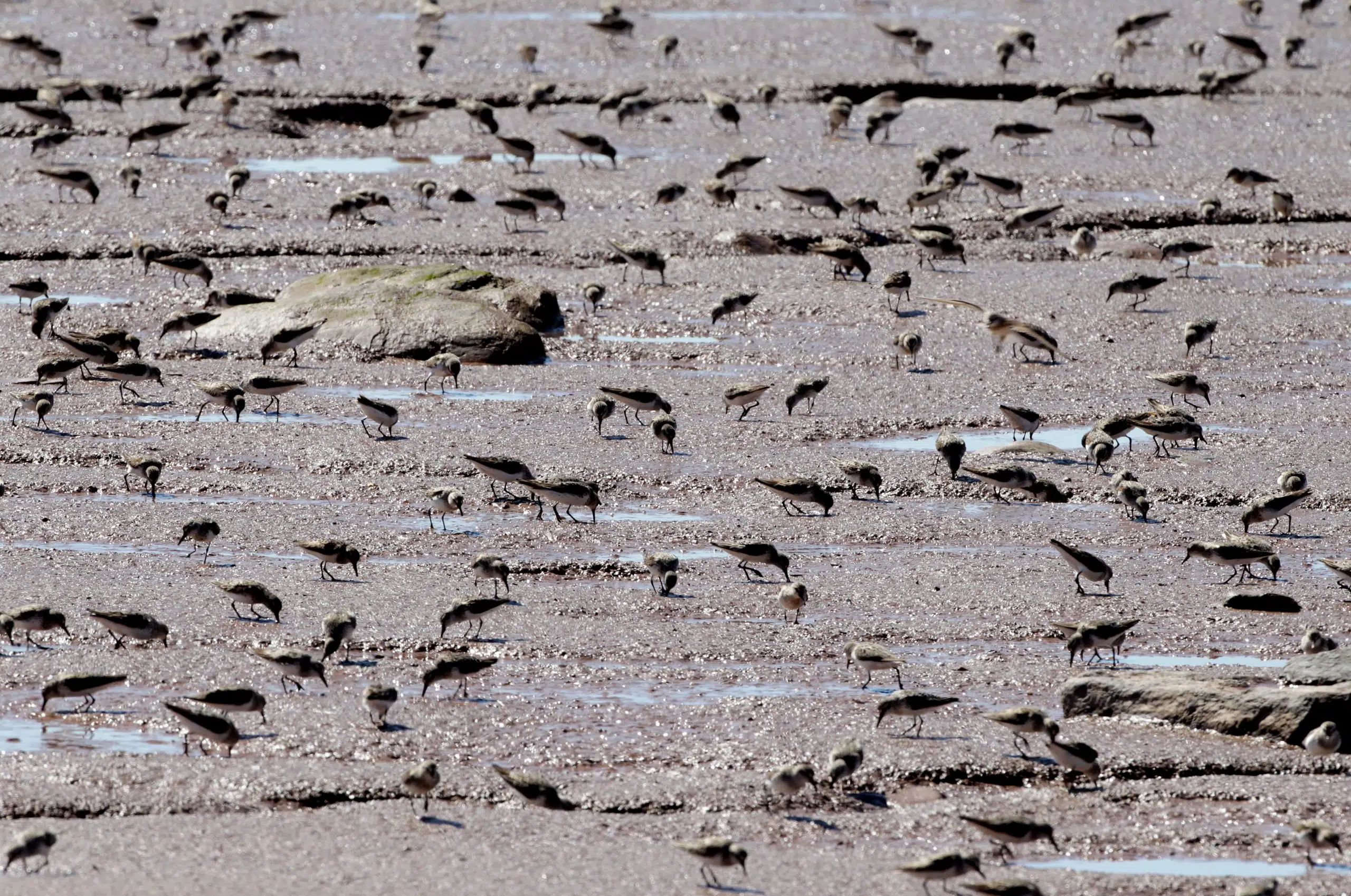 Sandpipers Are A Spectacular Sight On Bay Of Fundy