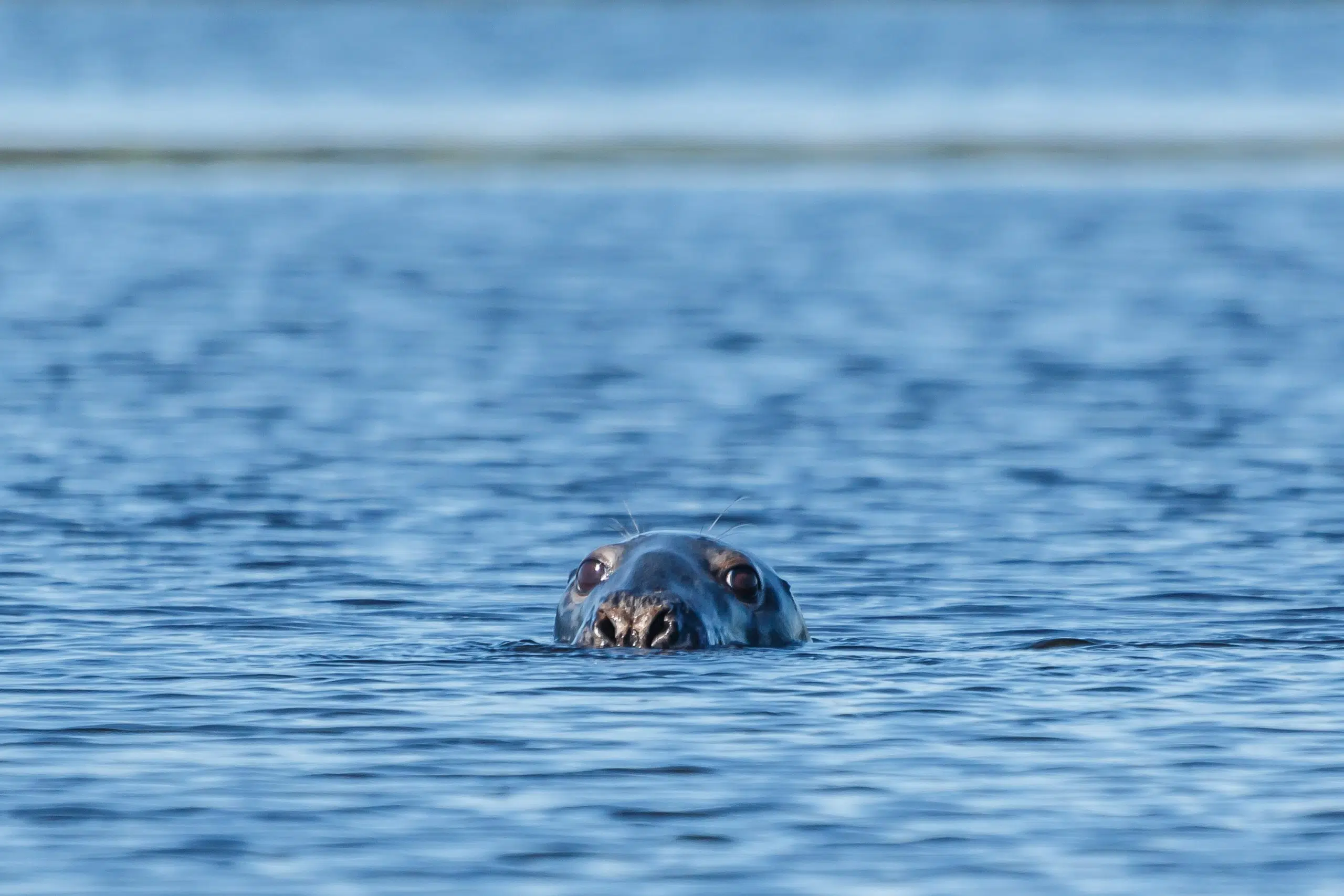 ACAP Encourages Boaters To Slow Down For Wildlife