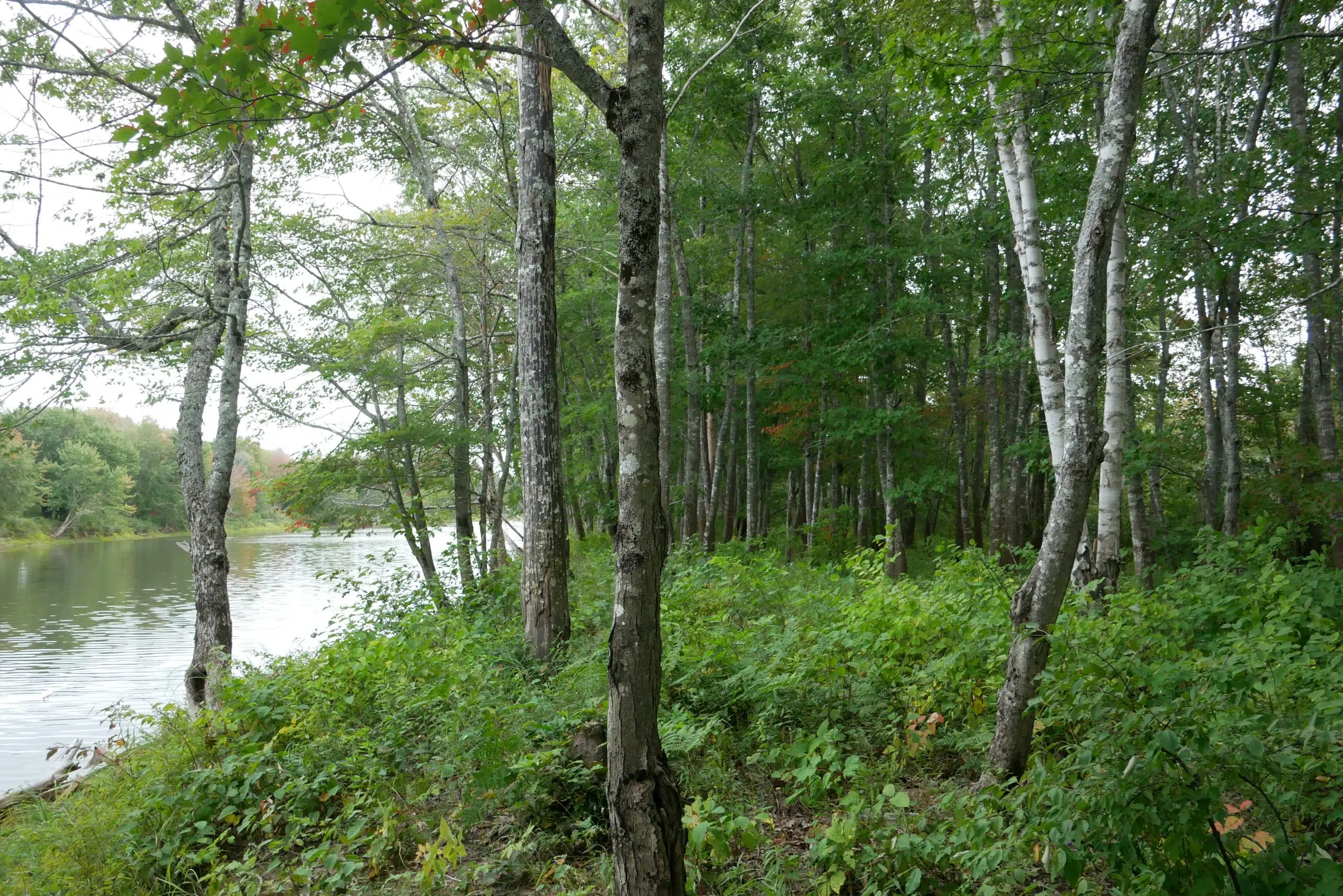 Nature Reserve Near Grand Bay-Westfield Is Growing