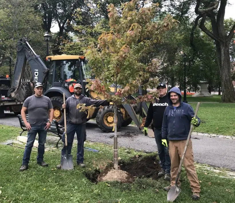 Seven Trees Planted In King's Square