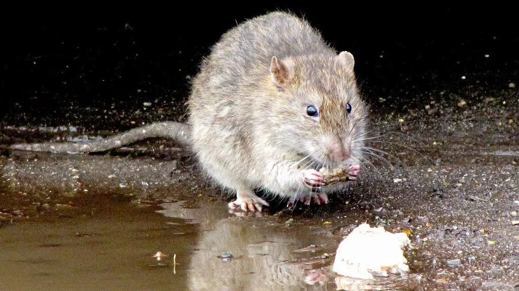 Quispamsis Neighbourhood Dealing With Rat Problem