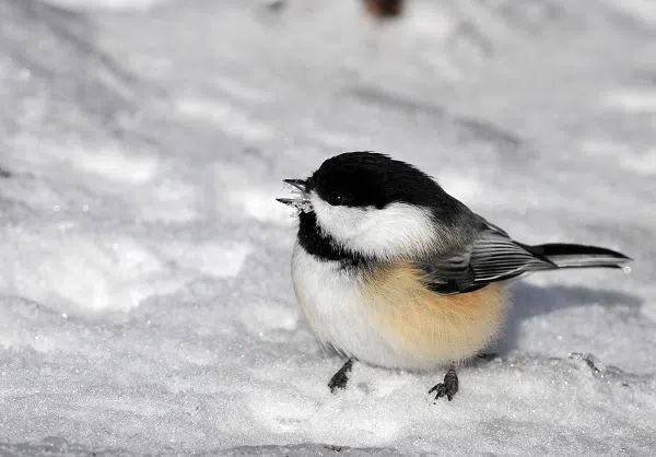 Annual Bird Count Is Important Wildlife Census