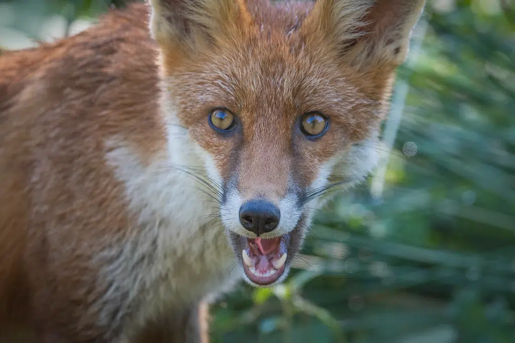 'Don't Feed The Animals' In Kouchibouguac