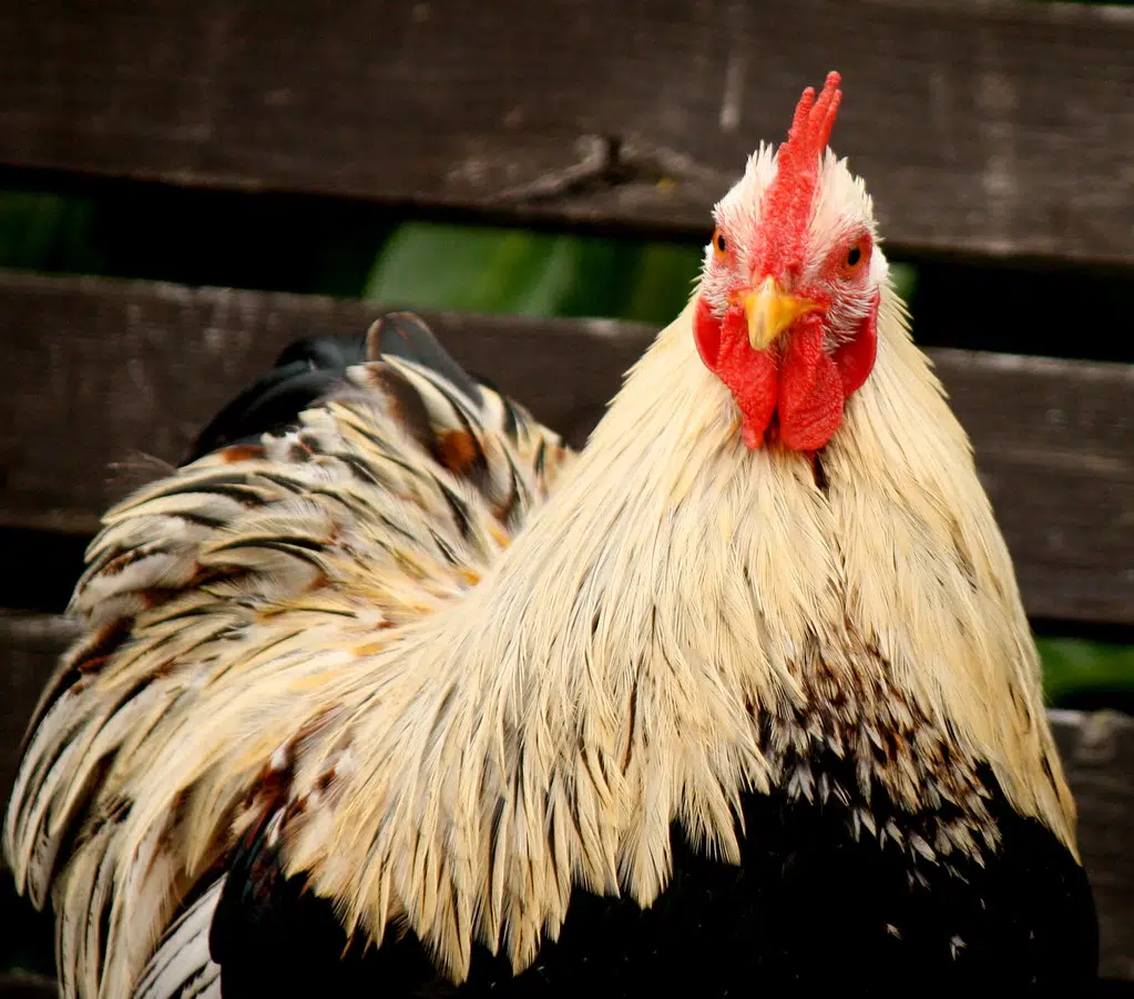 Presence of bird flu in N.S. triggers trade restrictions for Canada