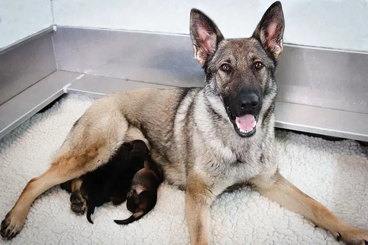 Help Name The RCMP Puppies