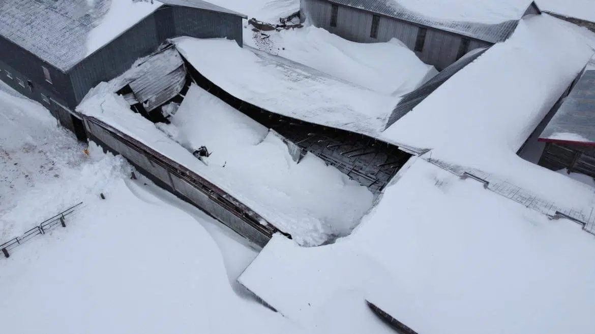 Barn Roof Collapse Near Port Elgin Traps Calves Inside