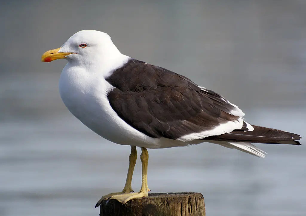 Avian Flu Case Detected In N.B.