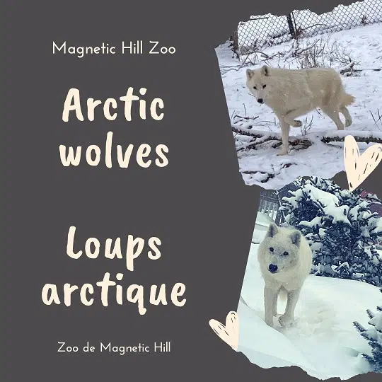 Two New Arctic Wolves At Magnetic Hill Zoo