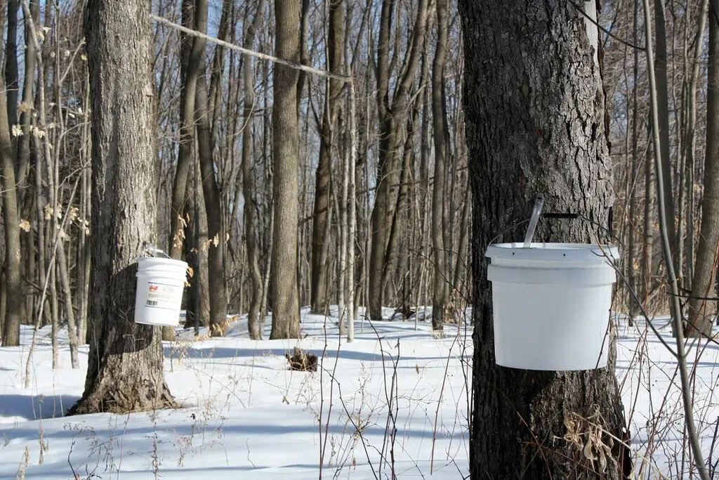 Tremendous Maple Syrup Season So Far