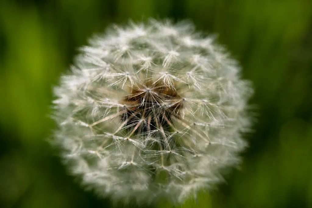 Research Shows Allergies And Stress Linked