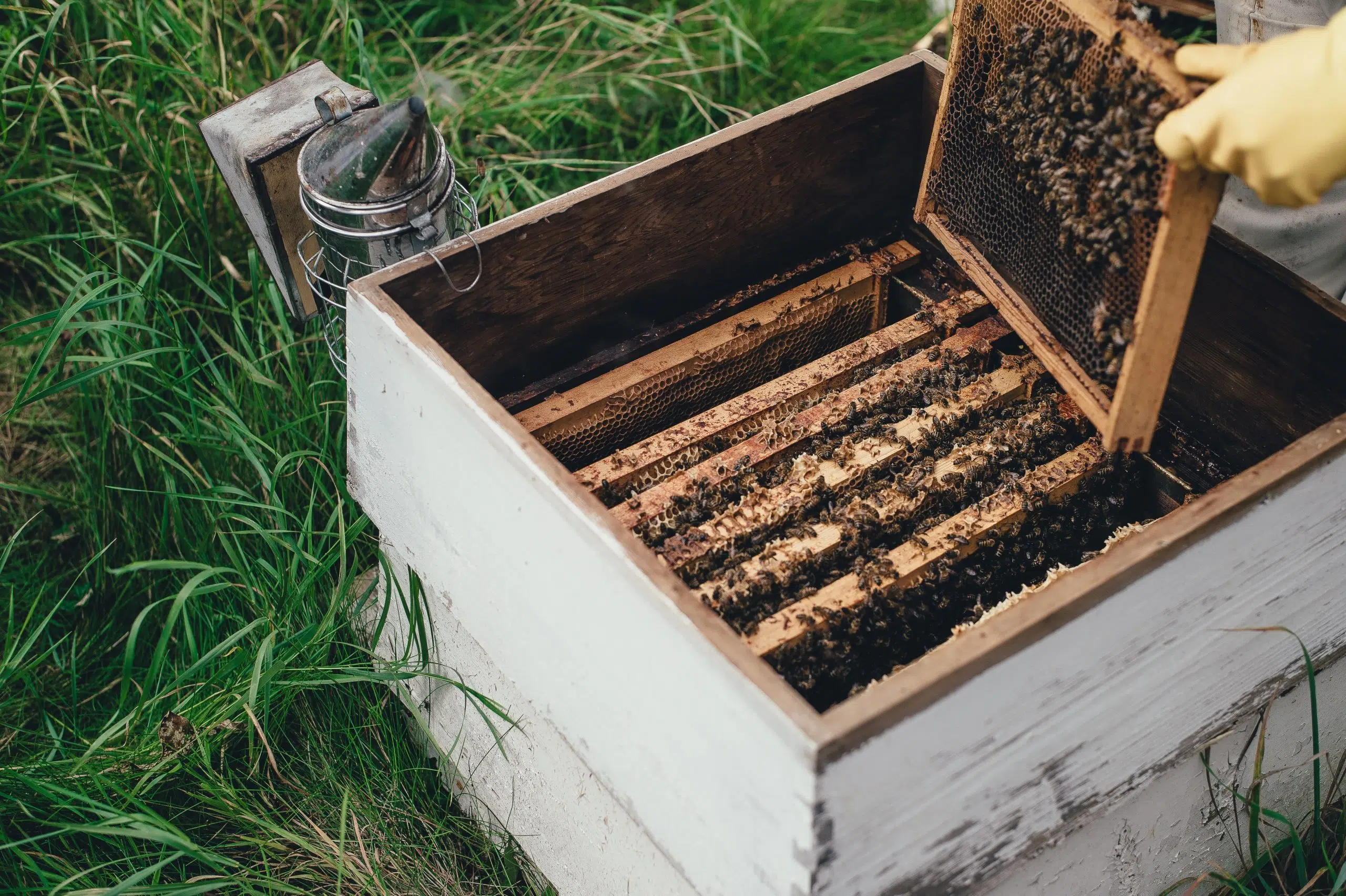 Quispamsis Puts Bee Bylaw On Hold For Now