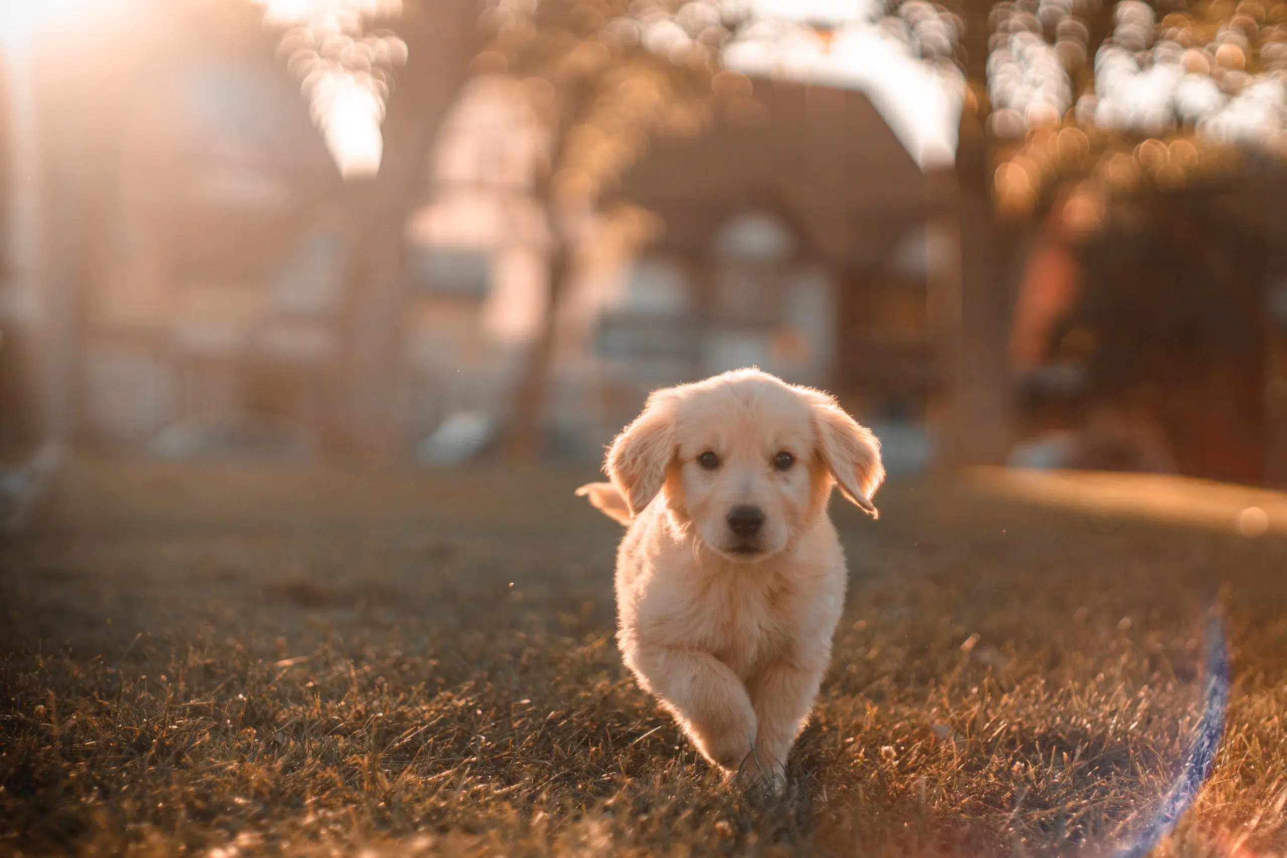 Avoiding A 'Ruff' Canada Day For Your Pets