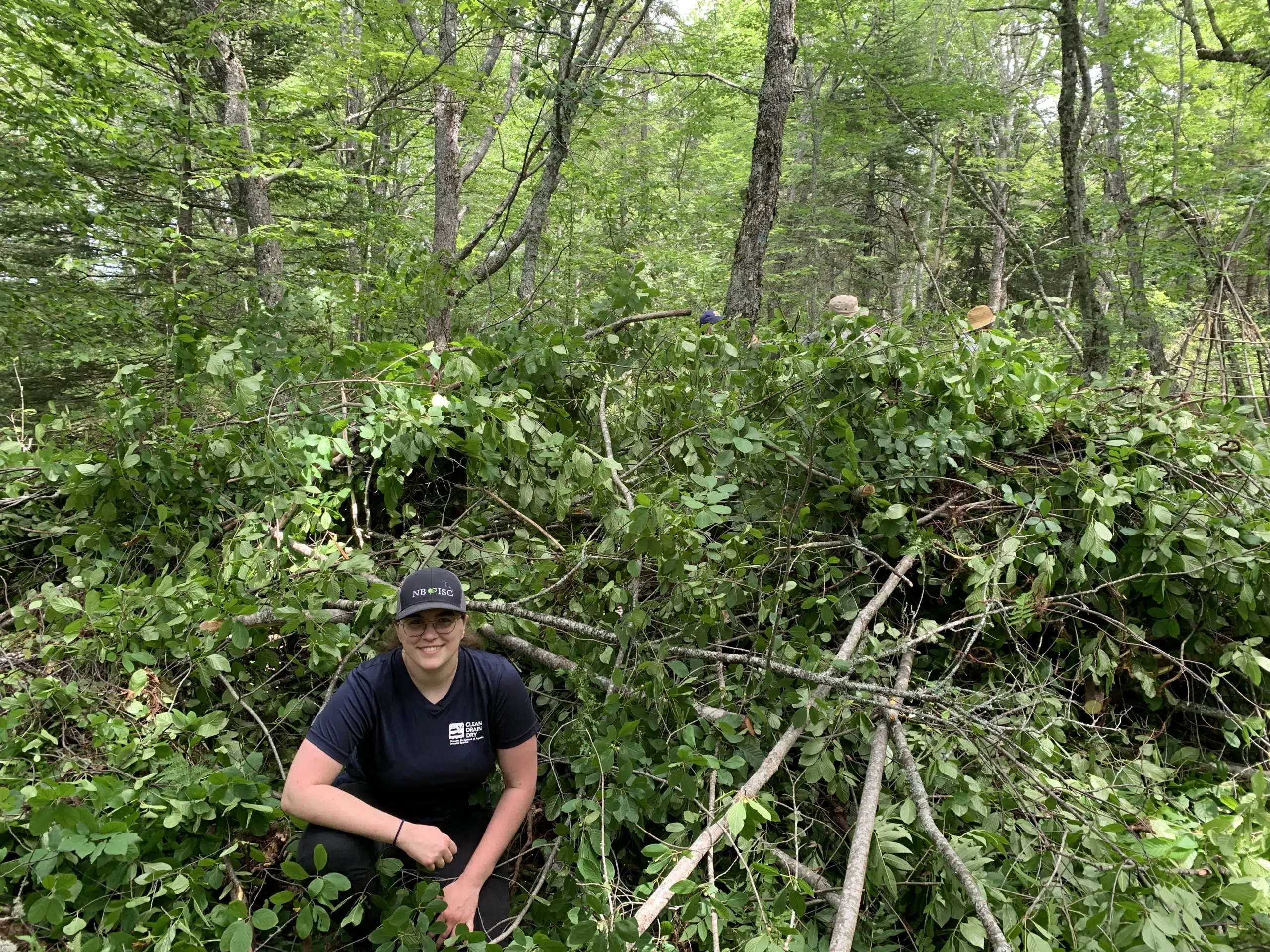 Cutting Back Glossy Buckthorn