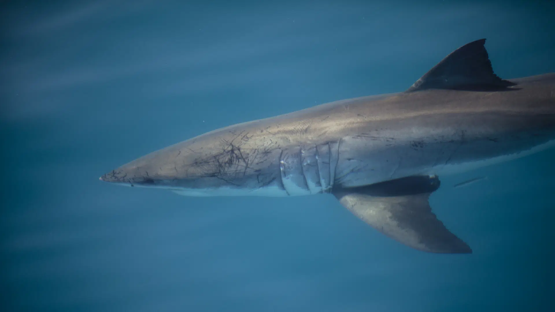 White Shark Named Crystal Detected Near Saint John