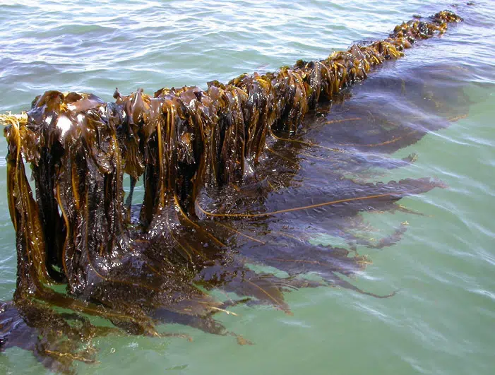 Seaweed Found In Bay Of Fundy Could Be Key To Parkinson's Cure