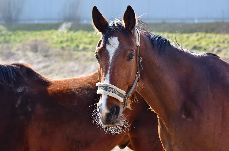 One Confirmed Case Of Strangles At Rockwood Park Stables