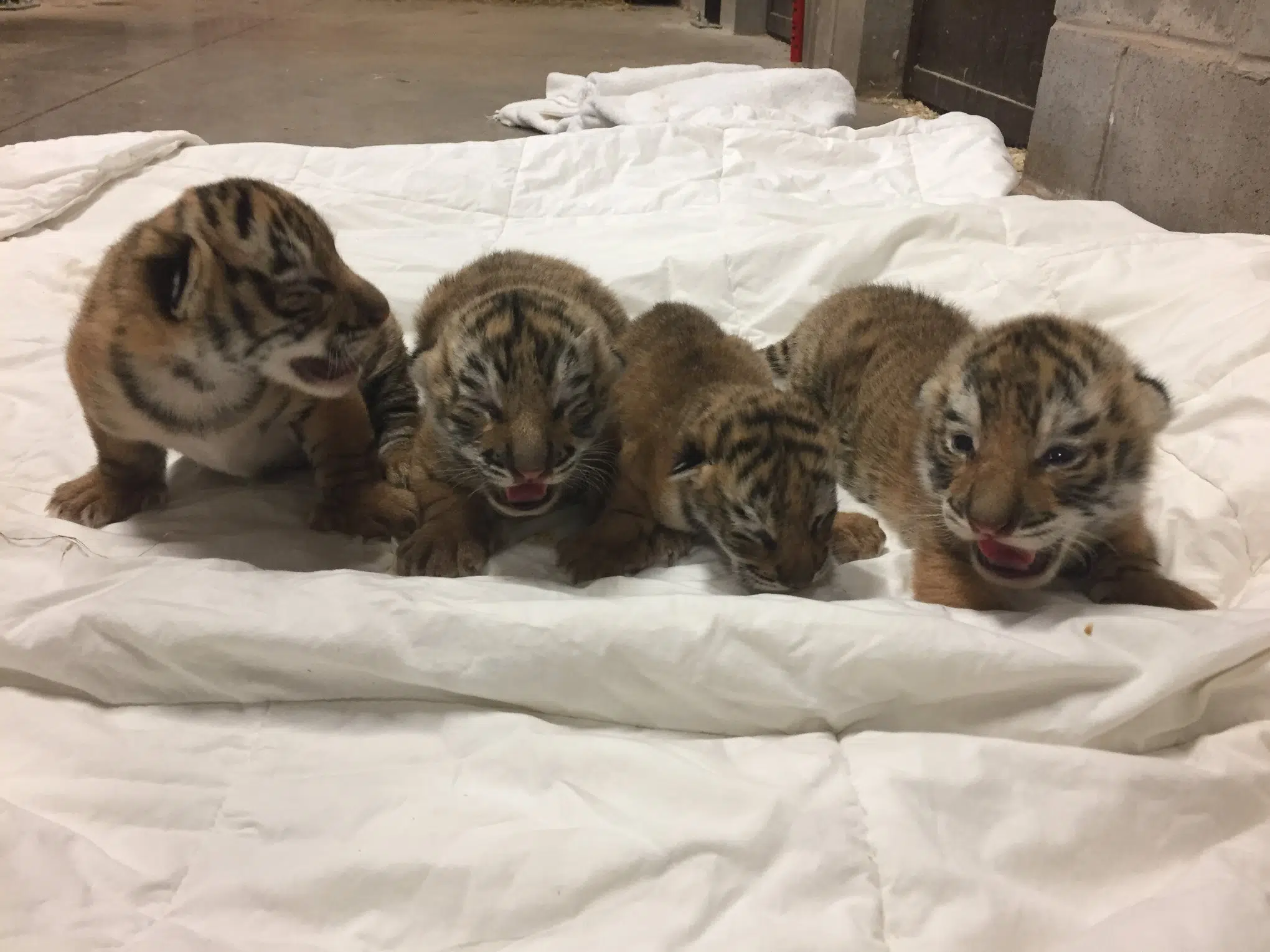 Smallest Tiger Cub Dies At Magnetic Hill Zoo