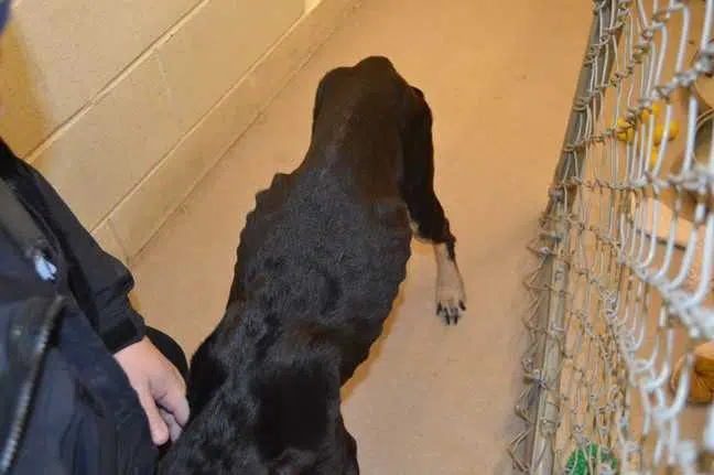 Starved Dog Leads To Conviction