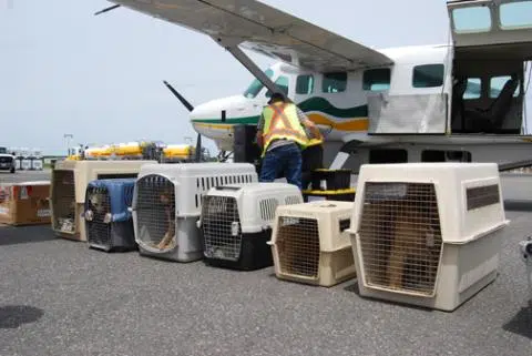 OSPCA Transfers 59 Northern Dogs