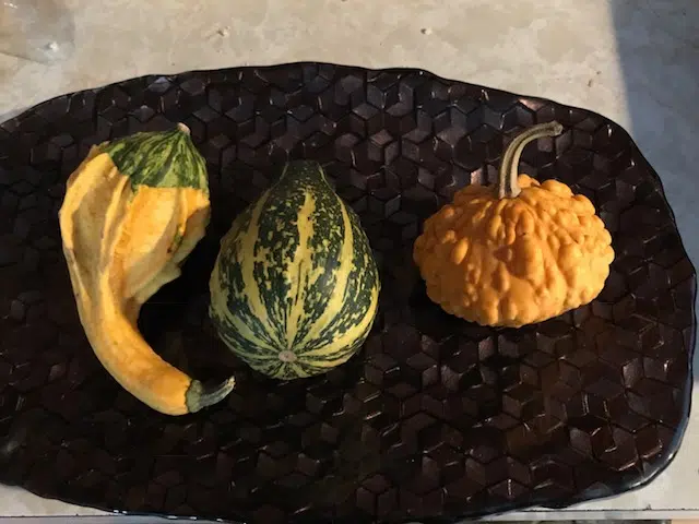 Gourd displays