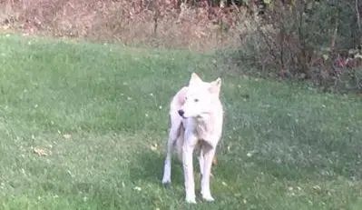 Ontario Wolves Control Michigan Moose   