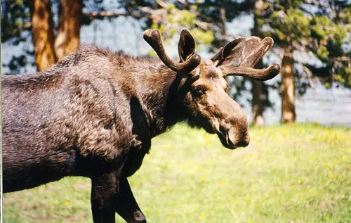 Moose Tag System Under Review