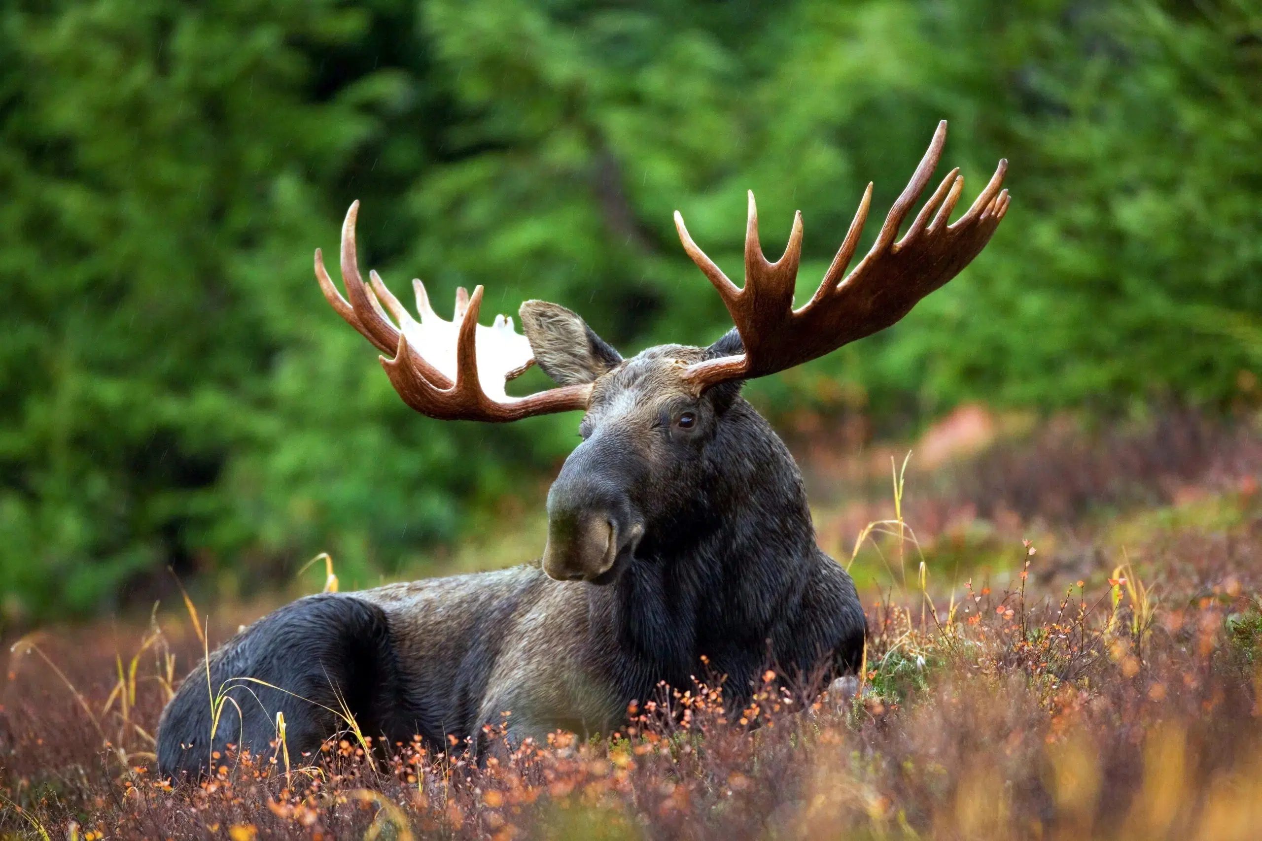 WATCH: Moose Eat Pumpkins?!?!