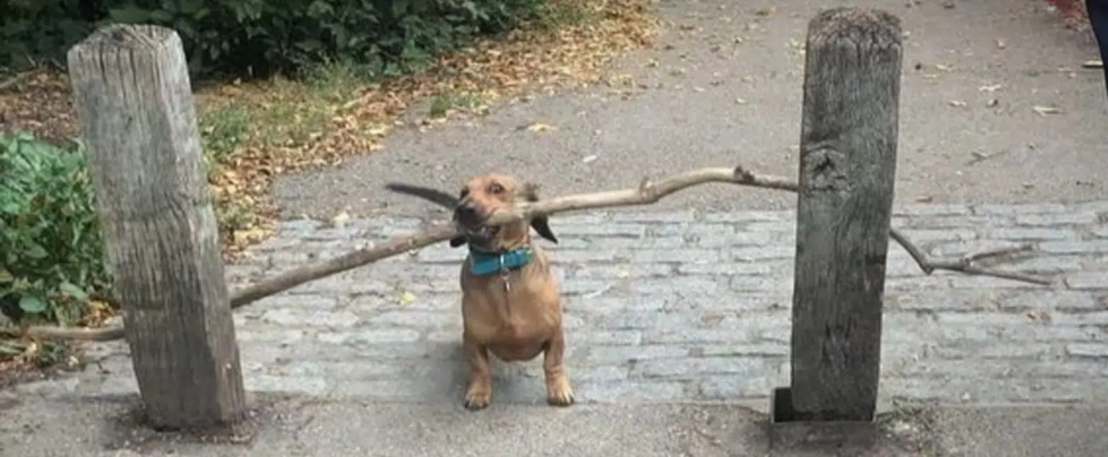 Determined Dachshund loves to carry around big sticks