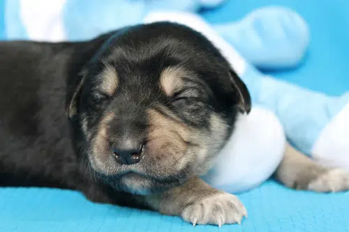 OSPCA Looking For Man Selling Puppies