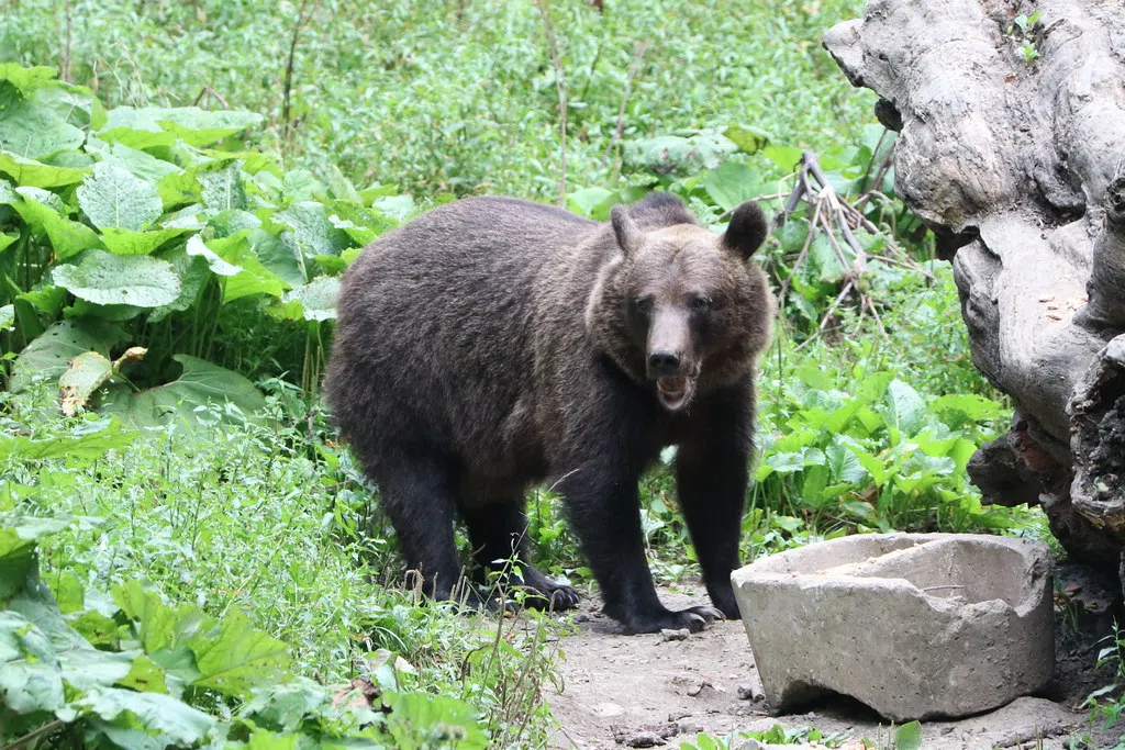 WATCH: Girl Pushes Bear Over Fence