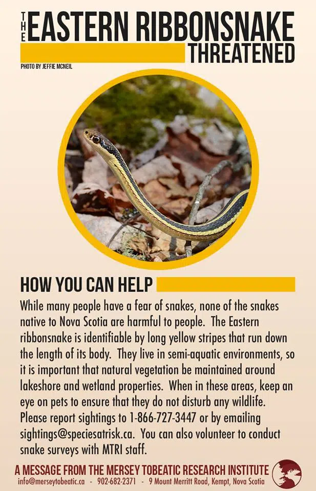 Finding The Eastern Ribbon Snake