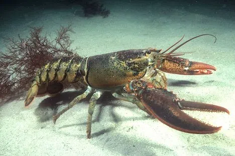 Lobster Tagging Study Underway