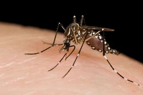 Mosquitoes Can't Transmit COVID-19 To Humans