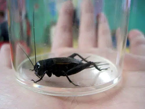 CRICKETS - Unwanted Indoor "Entertainment"