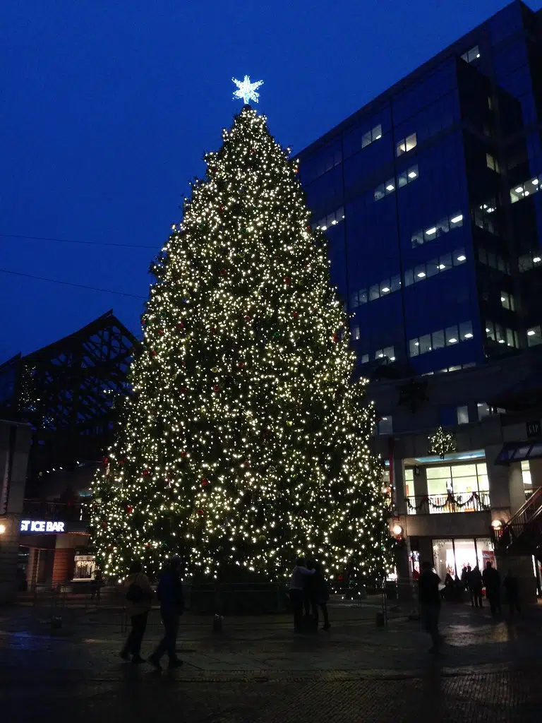 Boston's Annual Gifted Tree From Nova Scotia Has Been Found