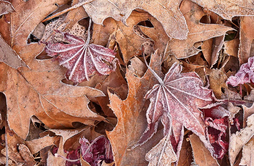 Driving On Leaves Can Be As Dangerous As Driving In Winter Weather!!!