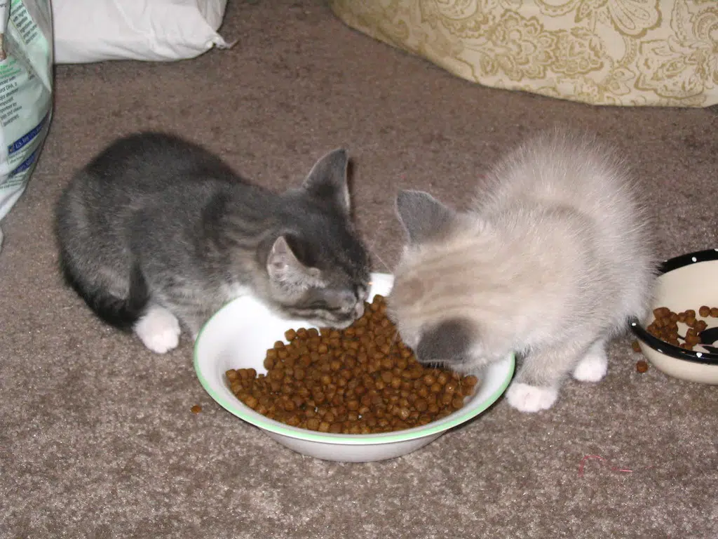Cat Food Recall