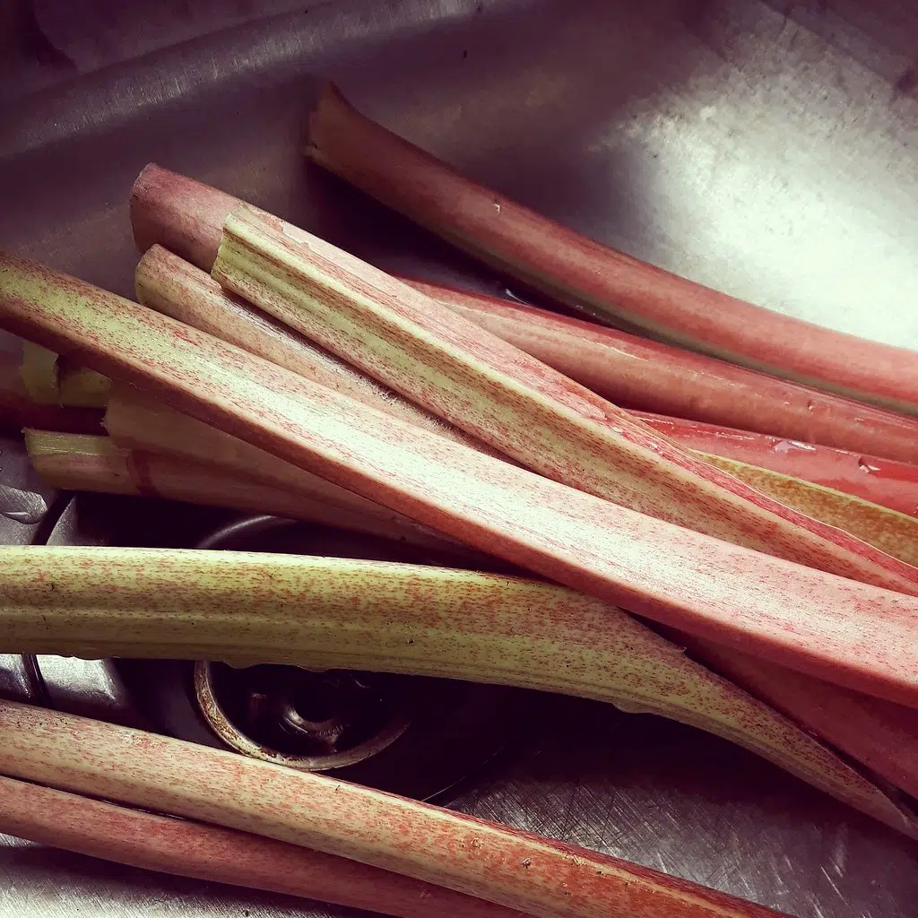 My Salute To The Fruit That Is Actually A Vegetable - Rhubarb