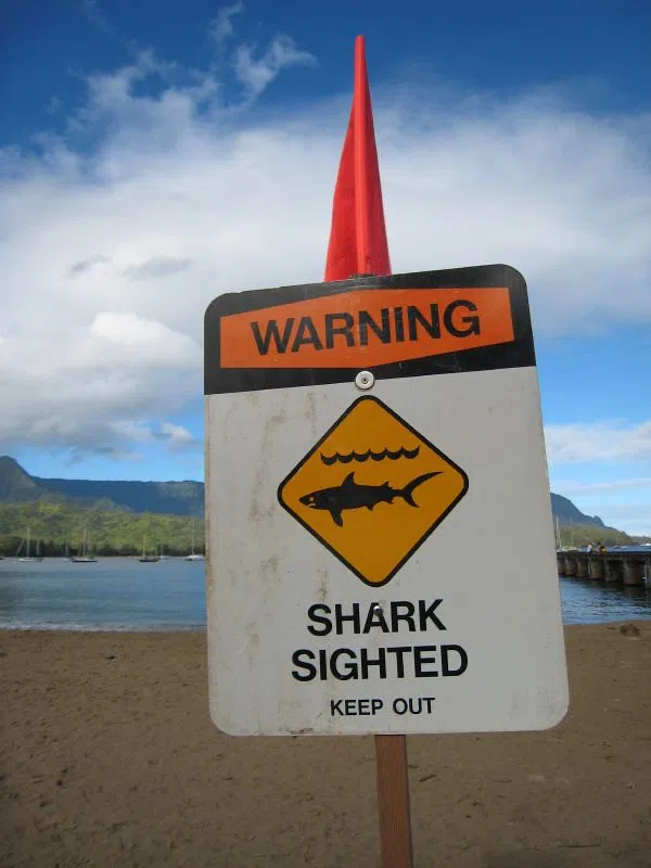 SHARK!! Find The Sharks In Our Neighborhood. Here Fishy, Fishy...