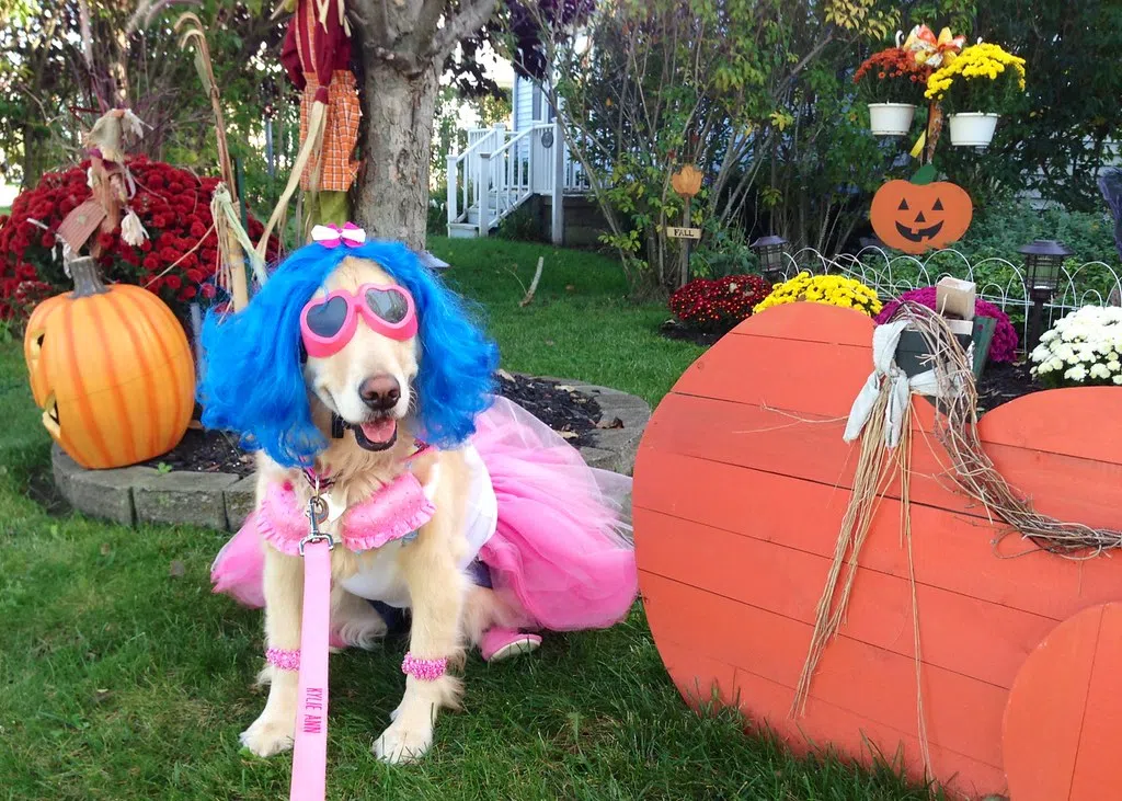 Will Your Critters Be In Costume This Halloween?