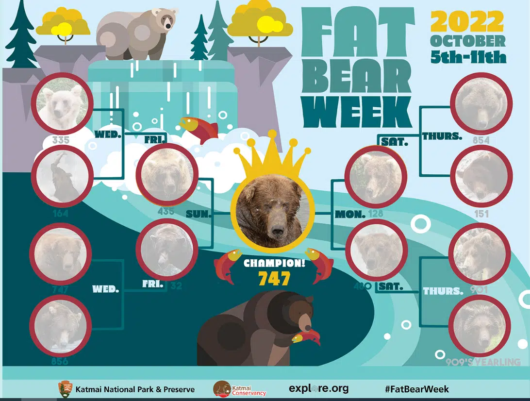 Fat Bear Week SCANDAL! Who Is The Winner?