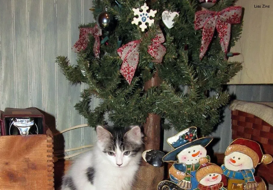 How To Deal With Your Pet’s Christmas Tree Drinking Problem Country 100.7